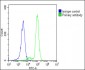 POTEE Antibody (Center)